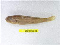 藏品(唇厚鯊)的圖片